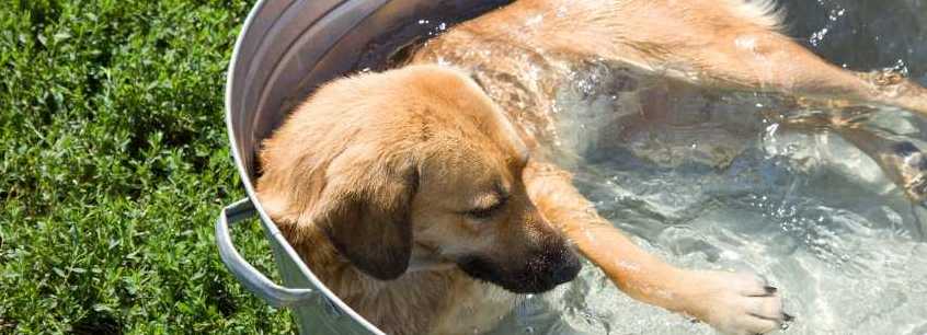 Heatstroke in dogs can be deadly if untreated.