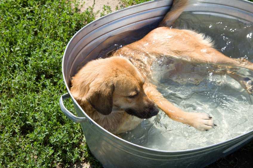 An image of a dog cooling off in a tab of water because its owner, understanding heatstroke, knows how to prevent it.