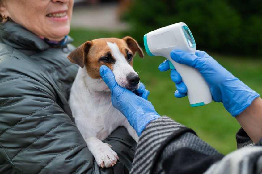 A Jack Russell being held by its owner as a vet takes a thermal temperature reading.