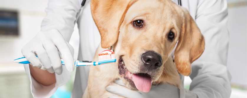 A common cause of bad breath in dogs is tartar buildup. A vet about to brush the teeth of a Labrador .