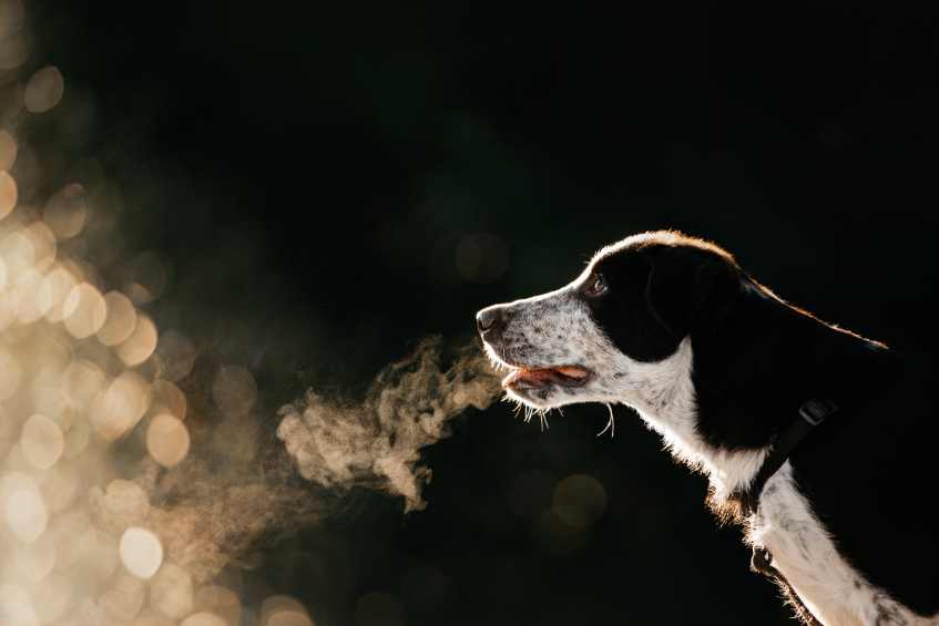 tackling-bad-breath-in-dogs-effective-remedies