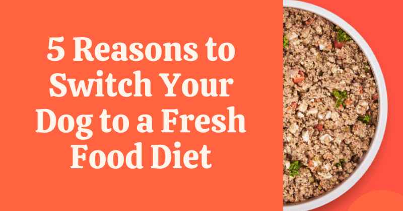 A pictorial with half a dog food bowl of fresh dog food, with wording that says "5 reasons to switch your dog to a fresh food diet.