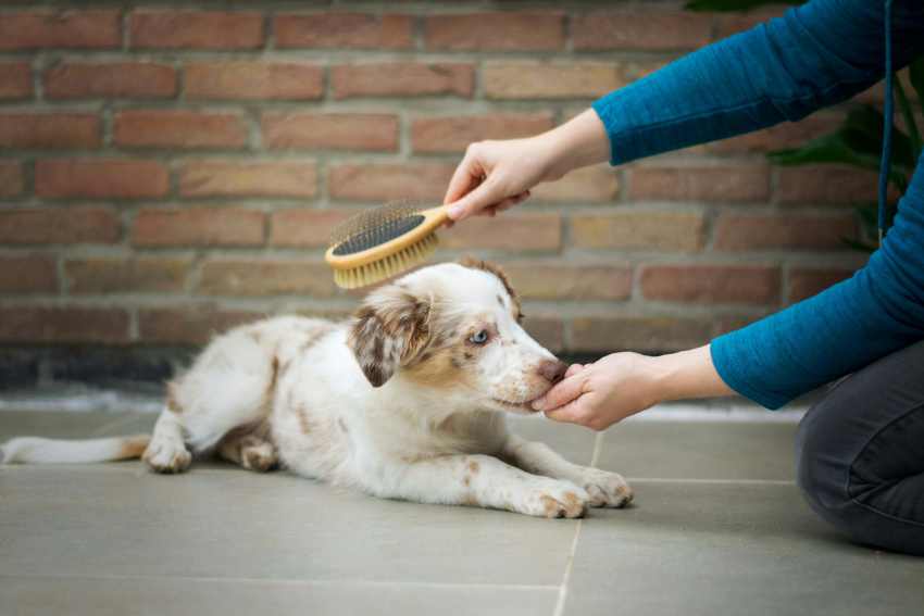 An image of a dog owner implementing the basics of positive reinforcement for training her dog.