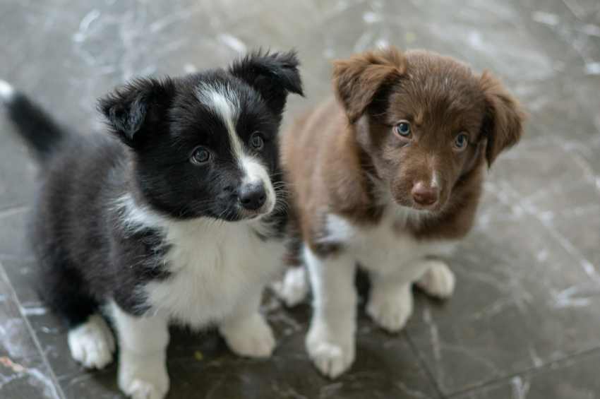 Two young puppies, one brown and white the other is black and white.