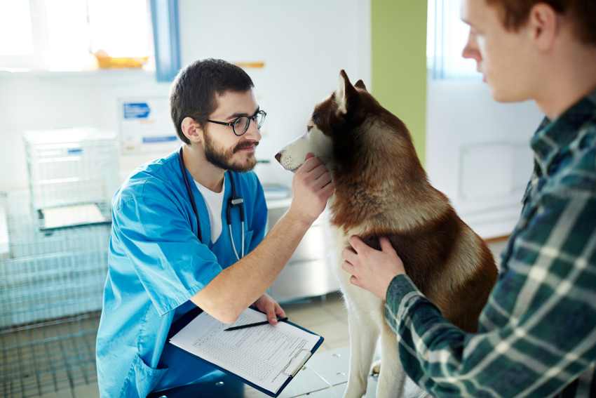 An image of a Husky at the vets related to can dogs get food poisoning.