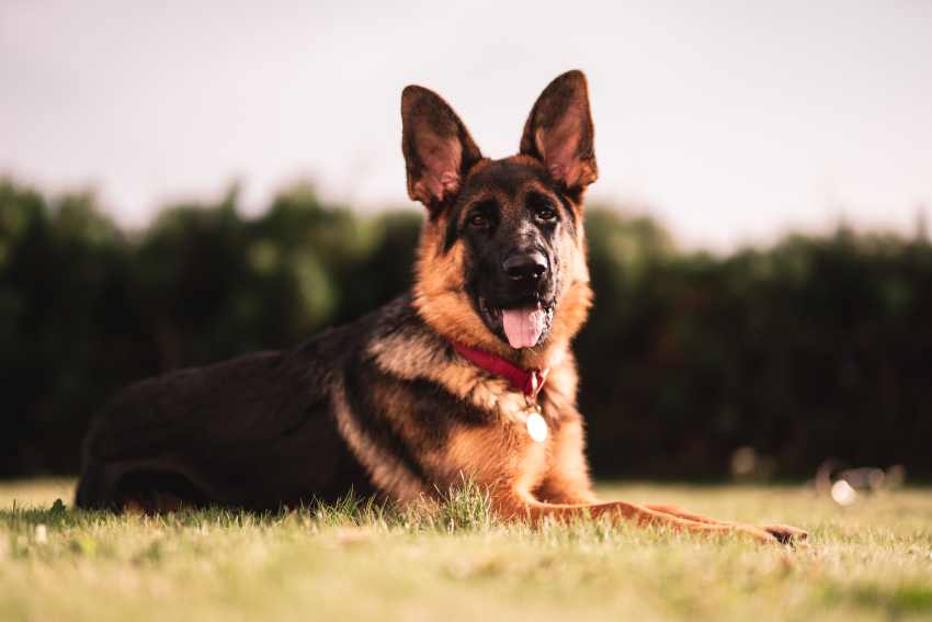 An image of a German Shepard dog depicting examples of vocal communication success.