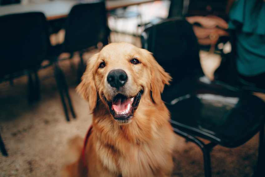 An image depicting a dog owner exploring different tones and their meanings with a golden retriever.