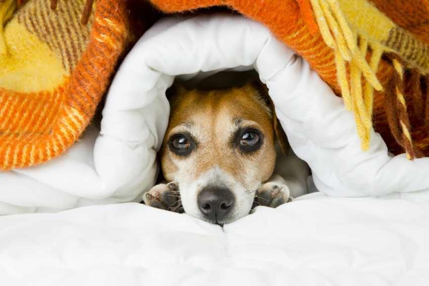 A Jack Russell hiding under multiple blankets during a thunderstorm.