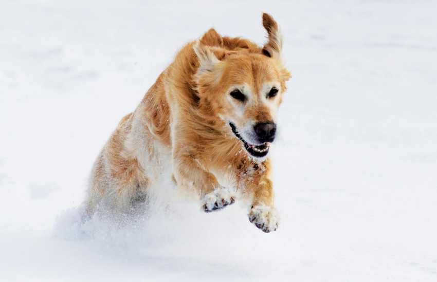 An image of a dog playing in the snow, and keeping your dog healthy in cold weather.