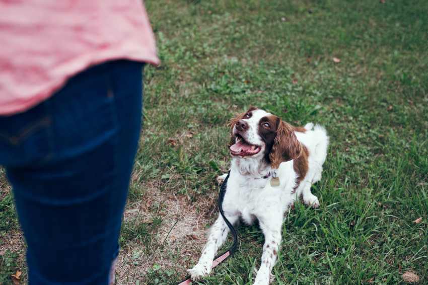 Mastering subtle changes in verbal commands for advanced dog training.