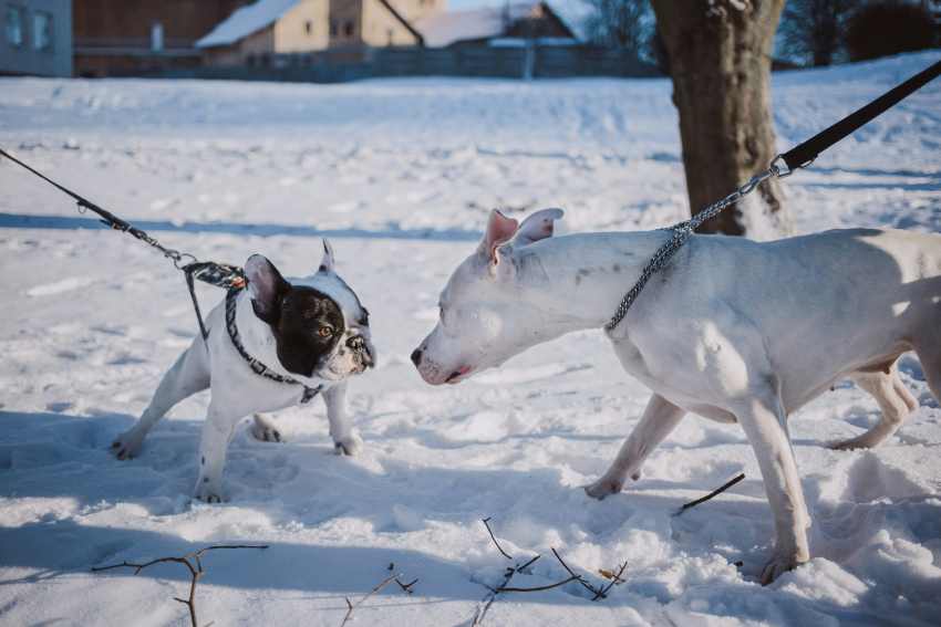 An image of two dogs depicting the safe use of choke chain collars on dogs.