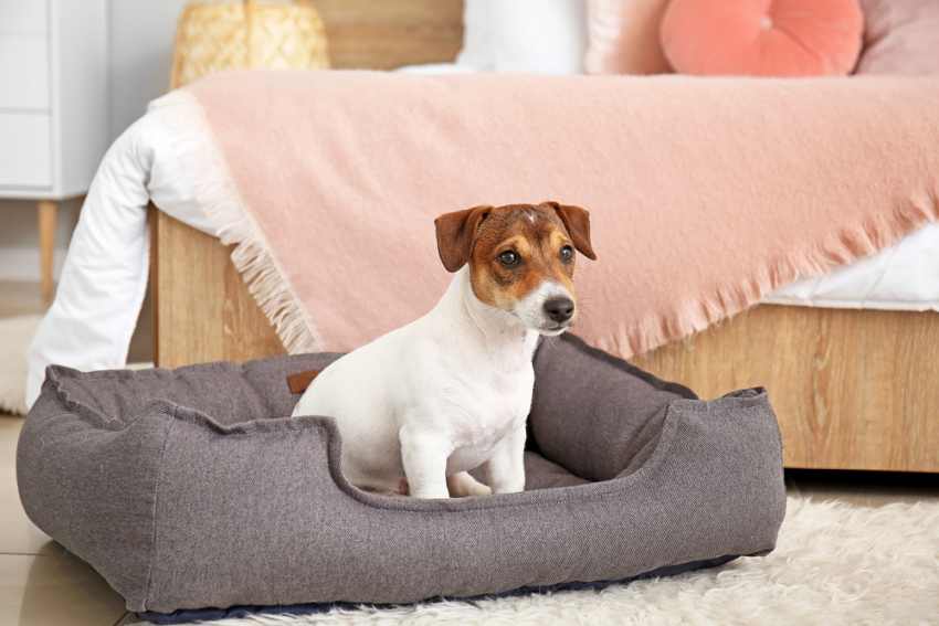 In this post we talk about how to stop a dog scratching its bed - this is an image of a dog scratching its bed.