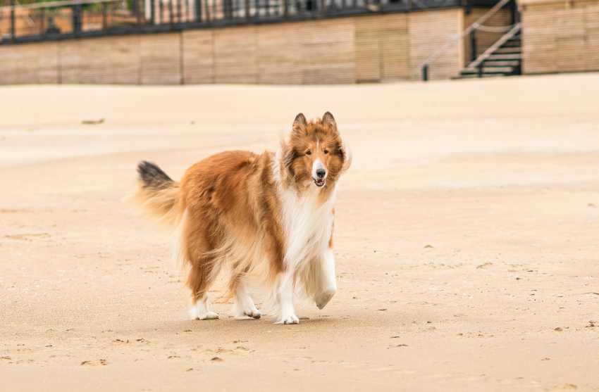 A collie walking on a beach. The importance of recall training for dogs can never be over emphasized.