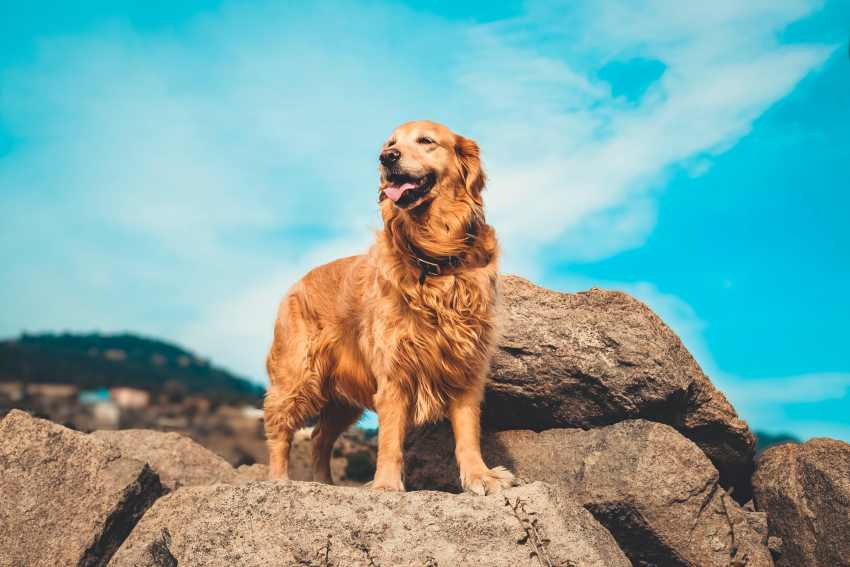 An image depicting how a dog owner is troubleshooting vocal communication challenges with a golden retriever that won't come on command.