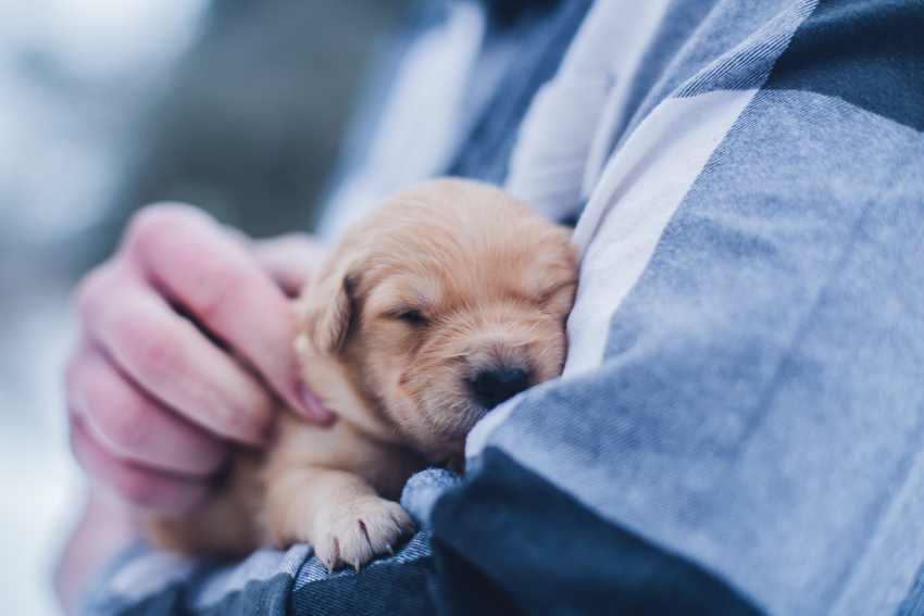 A new born Golden Labrador puppy being held on the arm of its owner wearing a shirt with large blue and white squares.