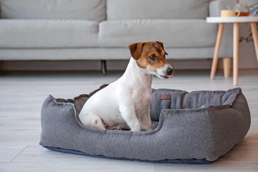 An image of a dog scratching its bed. Which is associated with the question why do dogs scratch their beds?