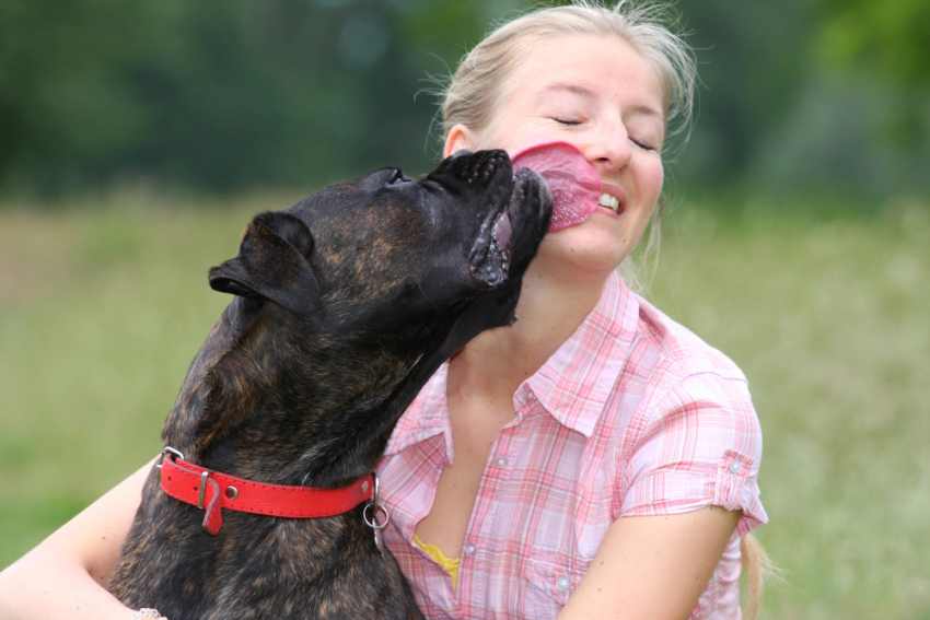 An image depicting why dogs lick your face