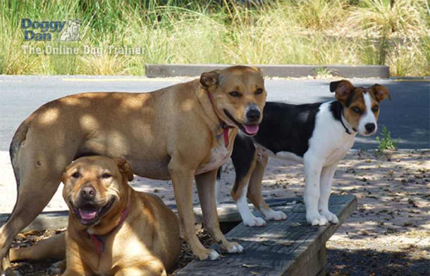 Three of Doggy Danss dogs in the shade of a tree at a dog park.