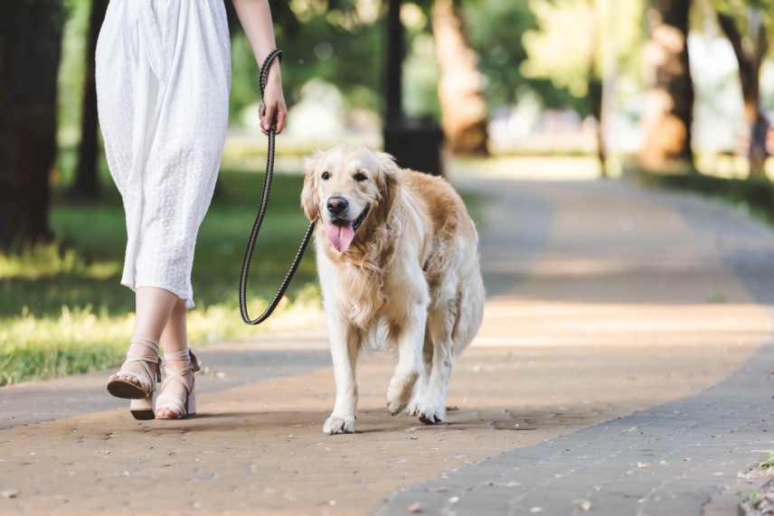 Golden retriever walking on a loose leash in a park with its female owner.