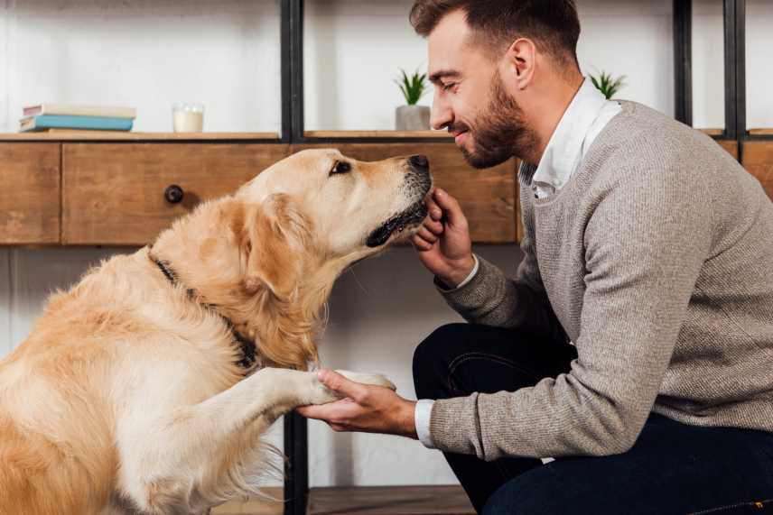 Golden retriever shaking hands with its owner.