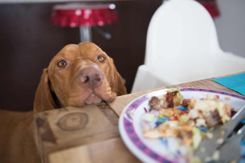 An image of a dog begging for food. In this article we look at how to sop a dog from begging for food.