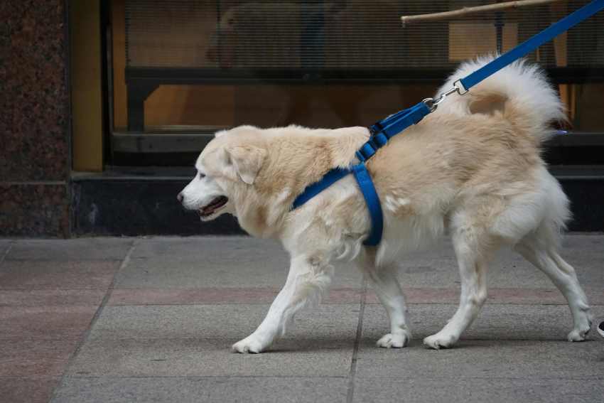 A dog of unknown breed in a blue harness walking on a pavement.