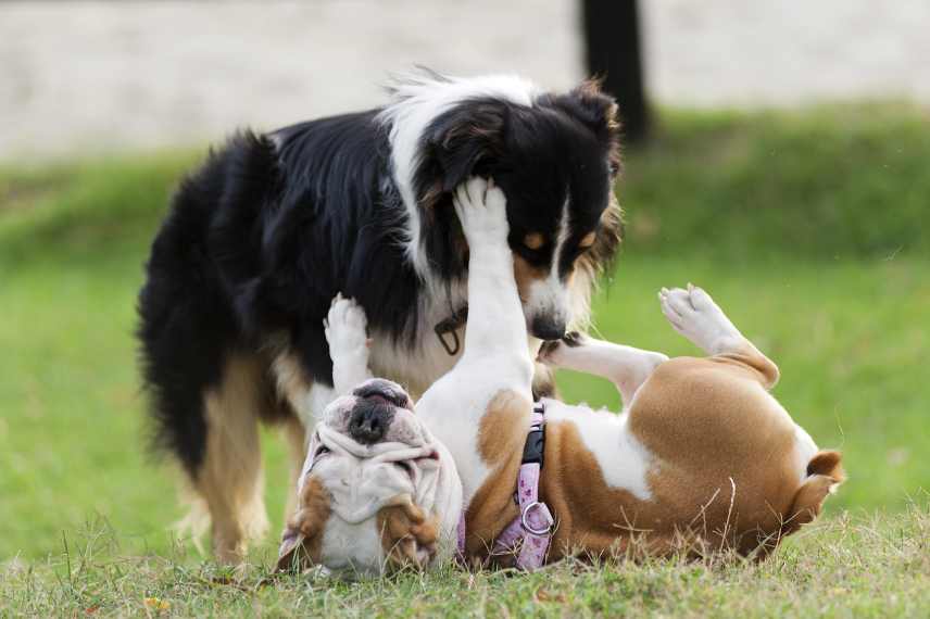 Two well socialized dogs playing in the park.