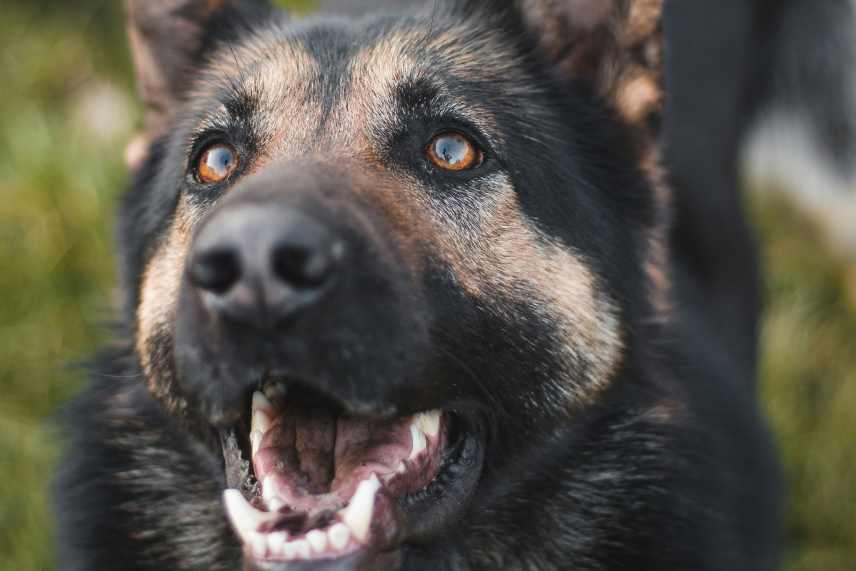 Close up of a German Shepherd with it's mouth slightly open.