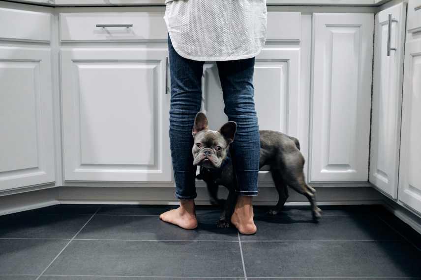 A small black dog standing between its owners legs. They are in a mostly white kitchen while the dog owner prepares homemade dog food.