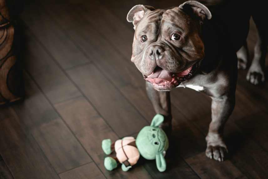 An image of an American Bully puppy with a toy, learning the Take It command.