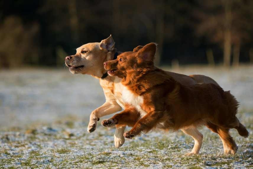 An image of two dogs running together, depicting the importance of socialization for dogs.