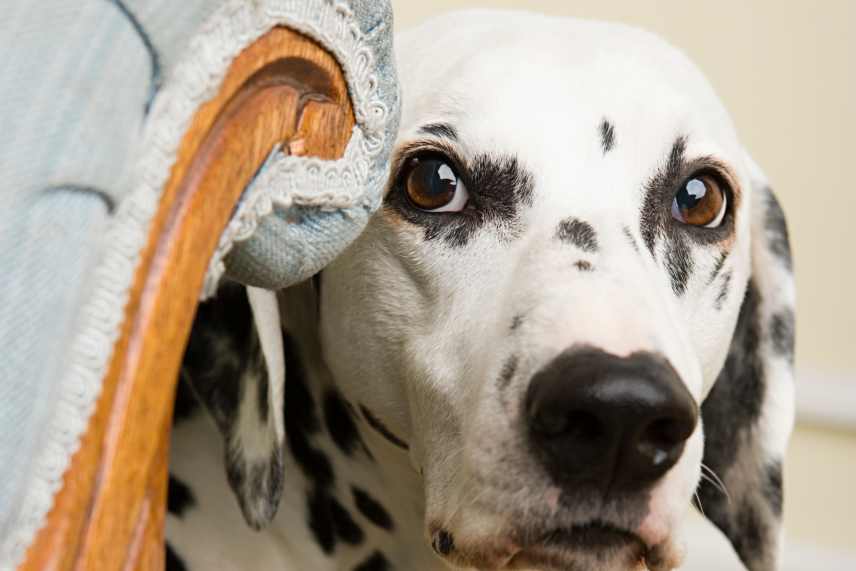 A black and white dog, hiding behind a sofa.