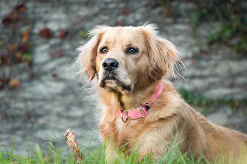 A fawn colored dog with a pink color looking off into the distance.