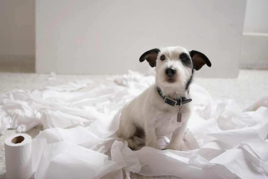 A black and white puppy surrounded in toilet paper.