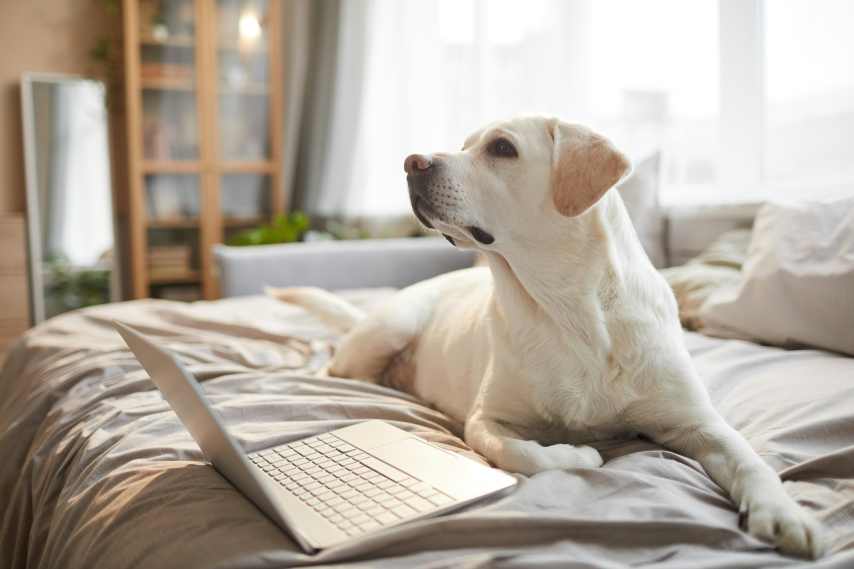 A golden retriever laying on a bed in front of a laptop. 7 proven ways to how to keep a dog off of furniture.