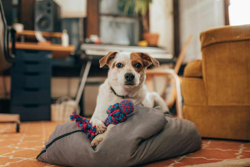 A Jack Russell sitting on a dog bed with a chew toy between it's paws.