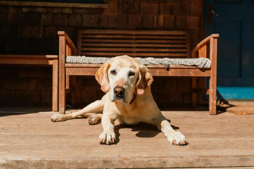 A Golden Labrador lying on a wooden porch looking hot and sad in the heat of the summer sun.