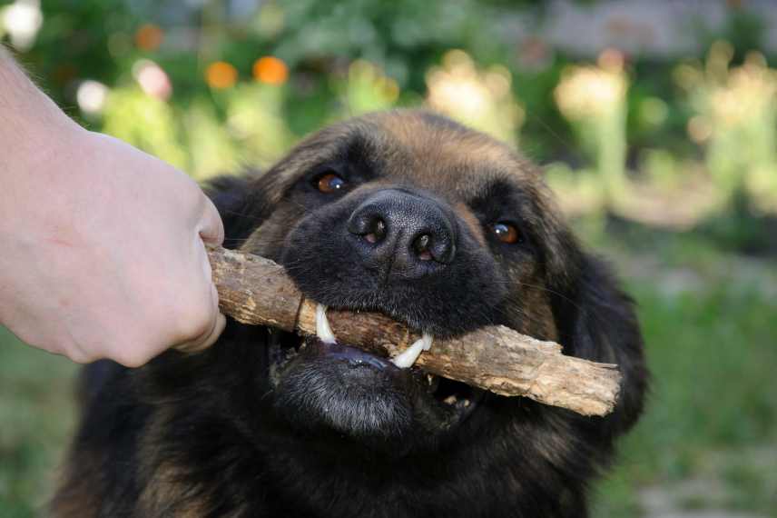 Close up of a dog biting a stick being held by its owners hand.