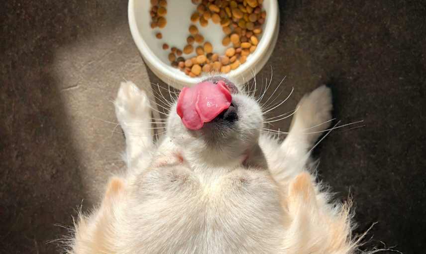 Close up looking down on a dog that is licking it's nose in front of a bowl of dried dog food.