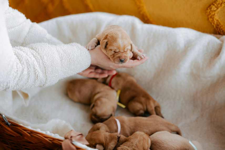 6 Golden Retriever puppies in a basket. The owner is holding 1 of them in her hands.