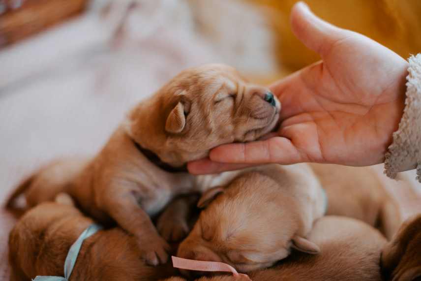 3 Golden Retriever puppies. The owner is holding one of the puppies head up in his finger tips.