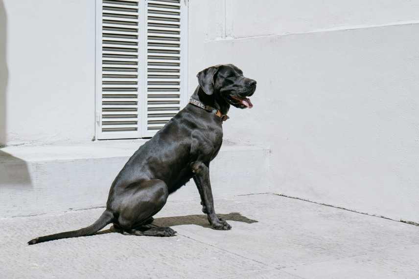 A black dog sitting patiently in a concrete yard with white walls, learning the importance of sit stay training for dogs.