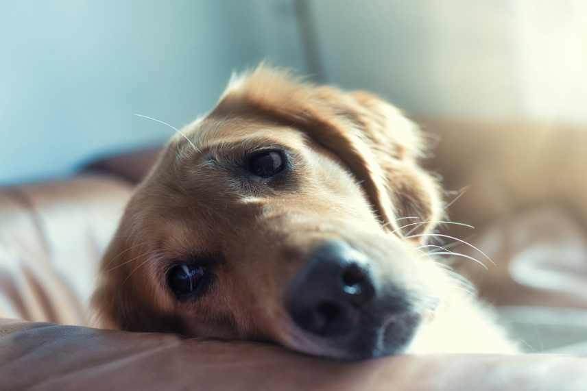 A Golden Labrador with it's head over the side of a couch looking rather sad, or unwell.