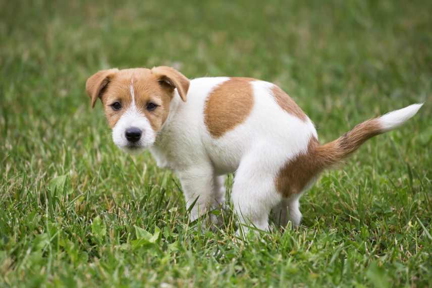 A Jack Russell terrier pooping in it's designated area.