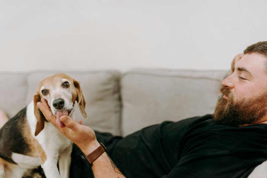 A Beagle dog licking the thumb of it's owner, who is lying on a couch.