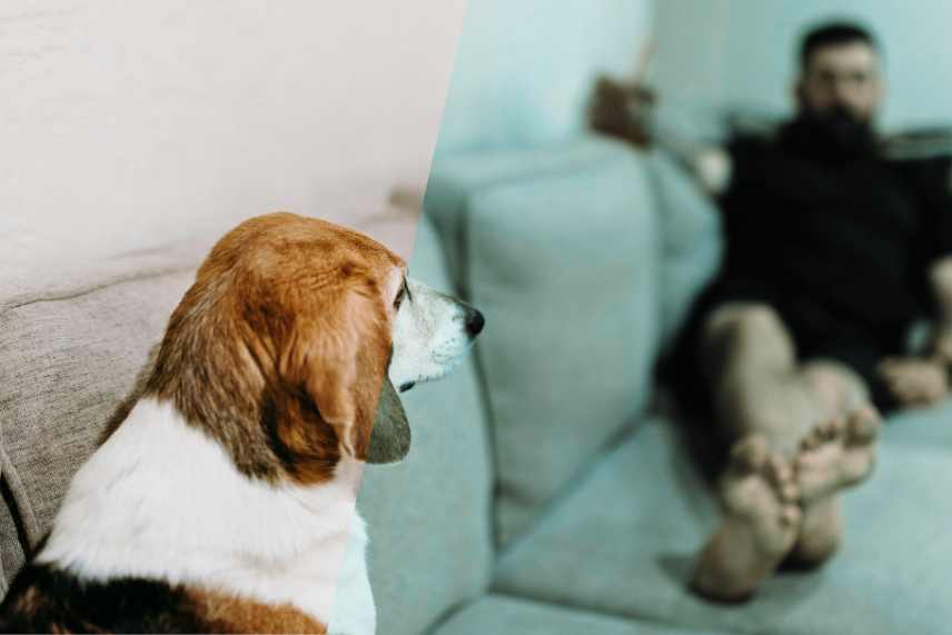 A Beagle dog sitting on one end of a long couch looking at its owner at the other end.