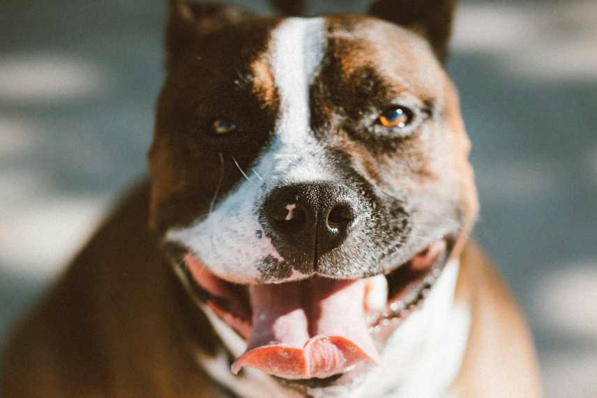 Head shot of a dog with its tongue hanging out.