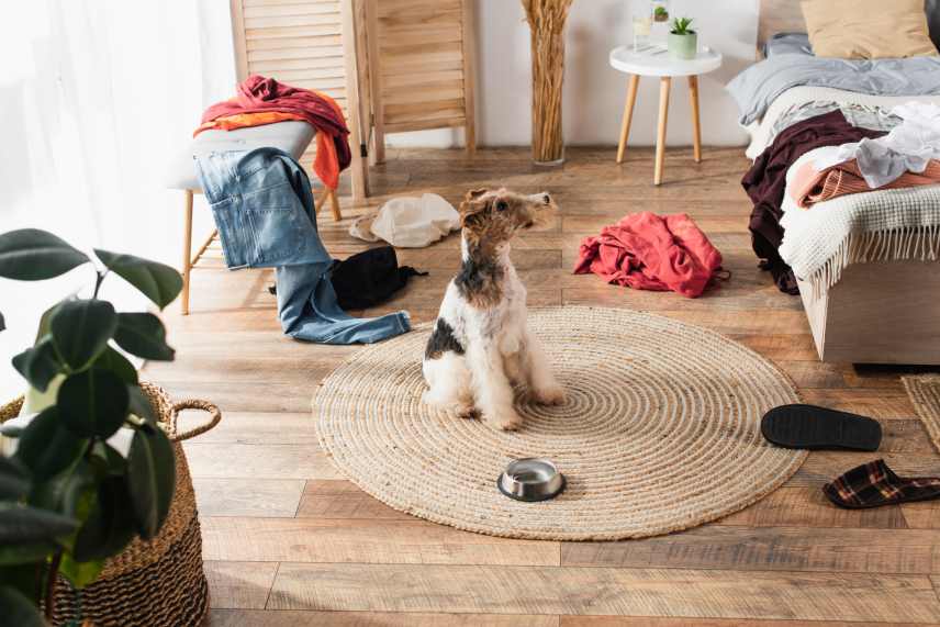 A Wirehaired fox terrier sitting on round rattan carpet in an apartment bedroom.