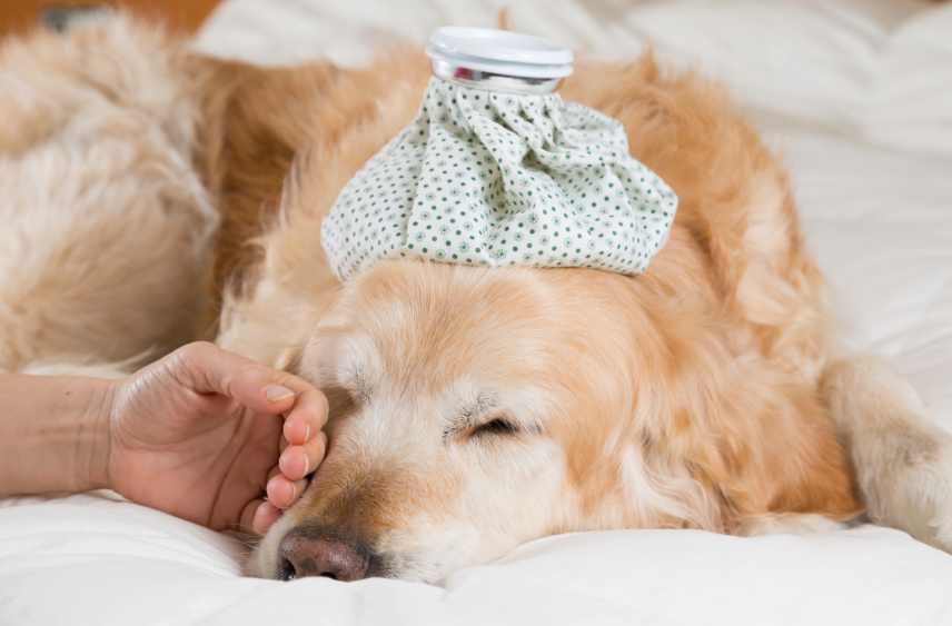 A Golden Retriever dog being treated for a cold.