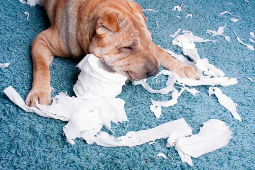 Sharpei dog that destroyed a roll of toilet paper on blue carpet.